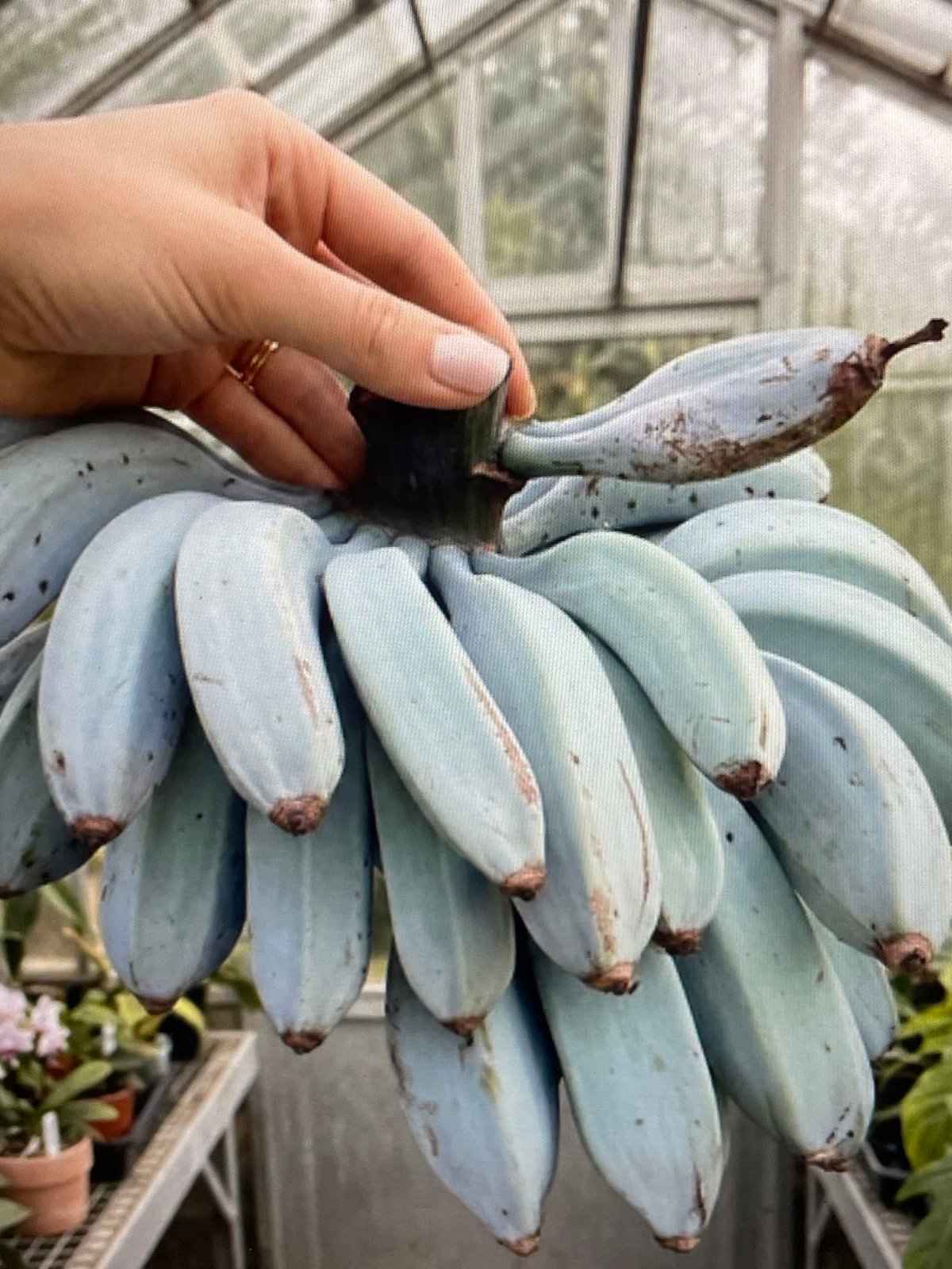 Blue bananas spotted amid social media fruit campaign