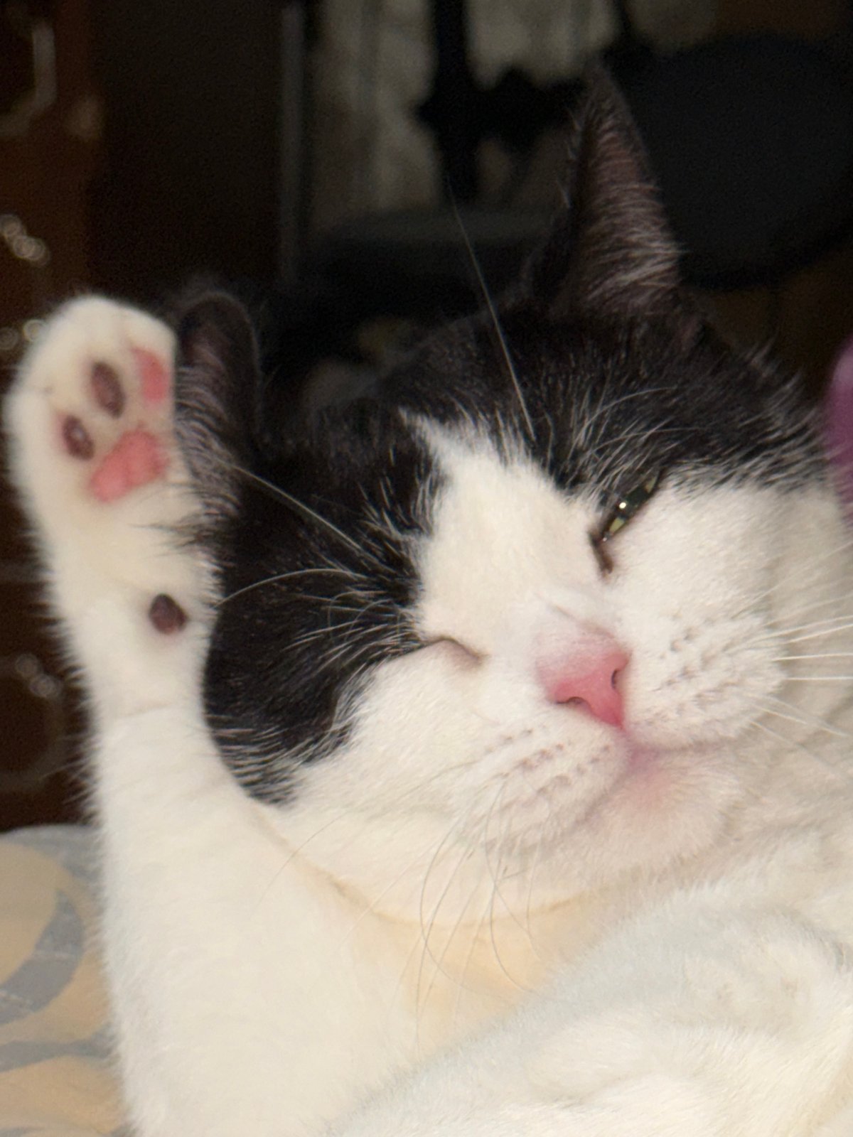 Black and white cat napping and grooming in Ulyanovsk