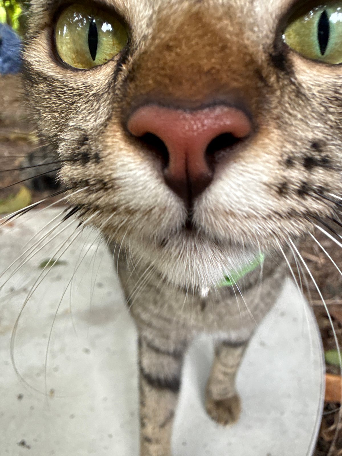 Cats roaming, playing, and resting in a Ko Pha-ngan garden