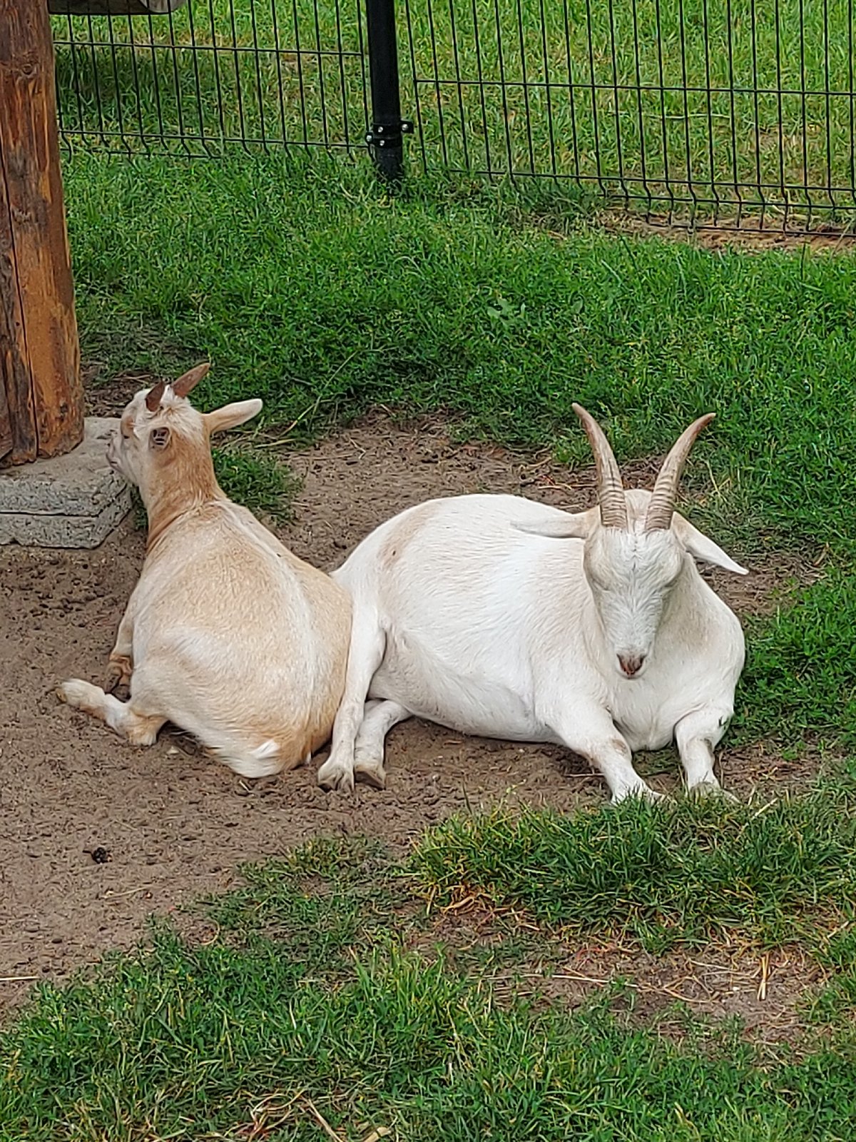 Goats resting together in a rustic outdoor enclosure