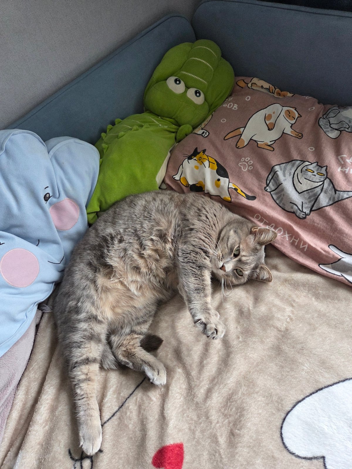 Morning moments with cat, selfie, spinning pinwheel in Birobidzhan