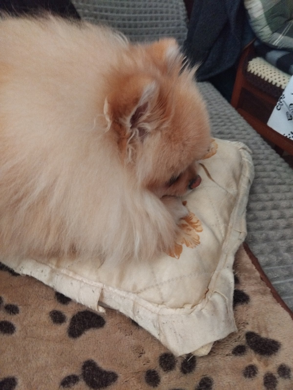 Pomeranian dog peacefully sleeps on patterned bedding in Bulgaria