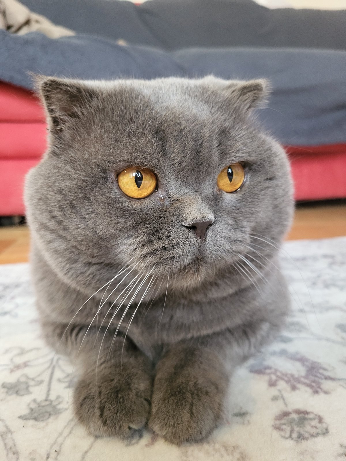 Gray Scottish Fold cat plays with toys throughout home