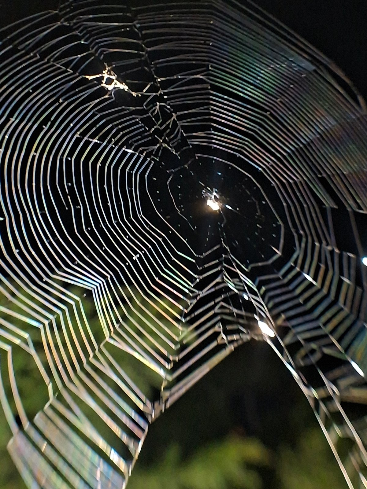 Nighttime macro photography captures spiderwebs and insects in Lhokseumawe