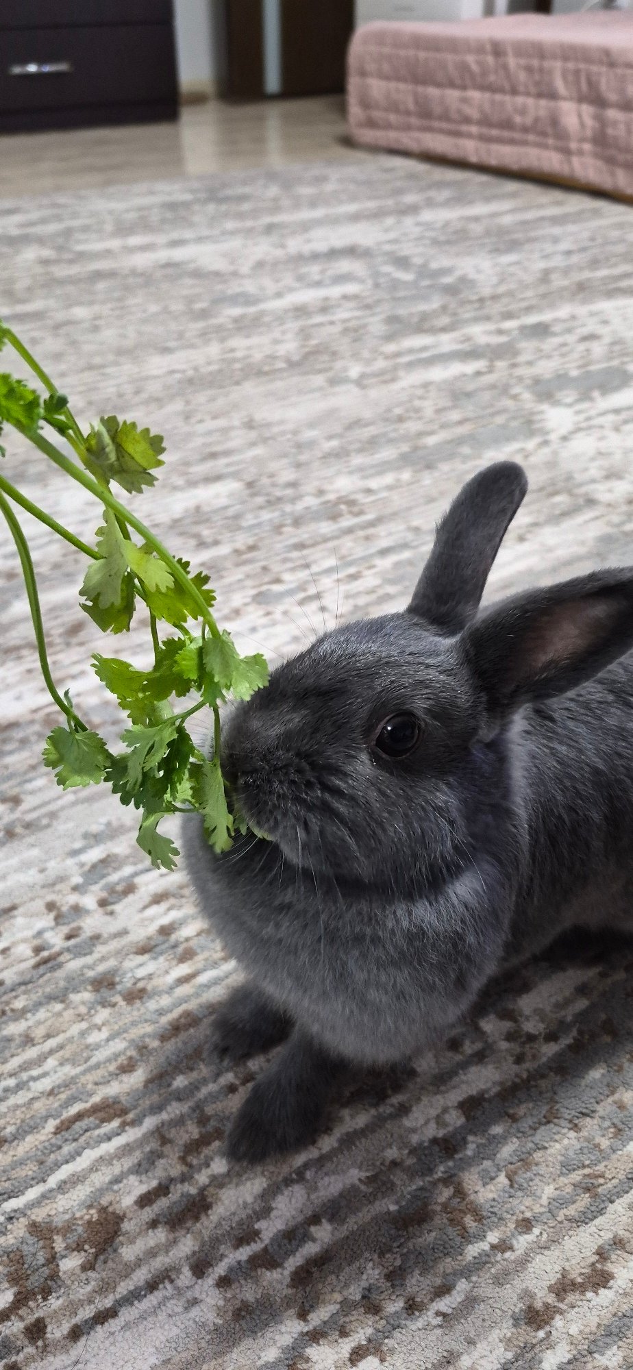 Rainy morning in Ussurijsk: wet garden, blooming hydrangeas, a house rabbit