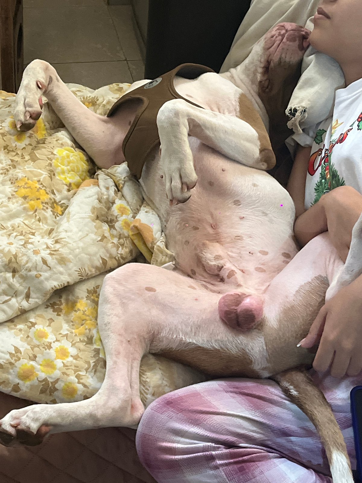 Person rests with dog on floral quilt bed