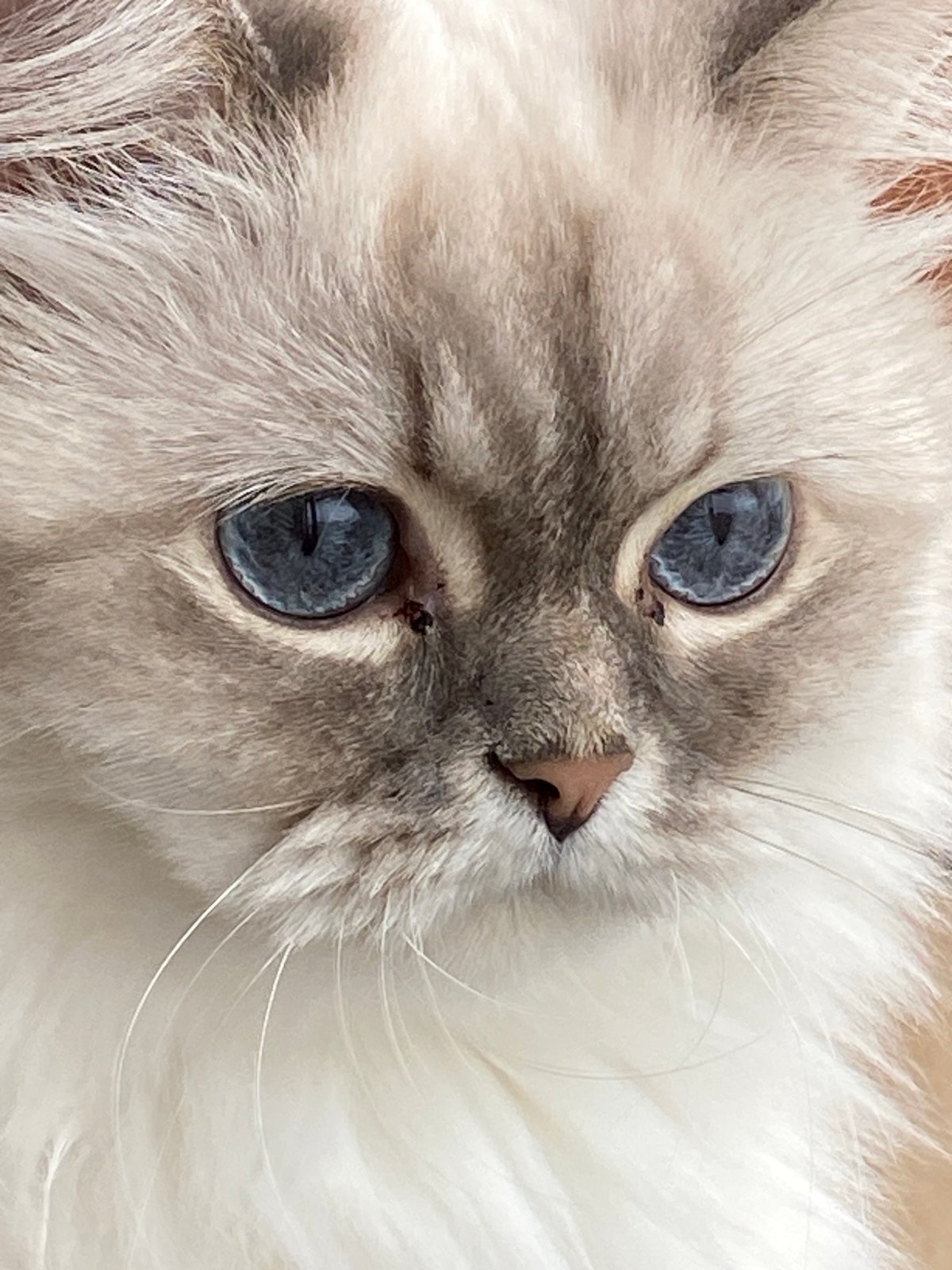 Selfies with a blue-eyed Ragdoll cat in Chaikovsky, Russia