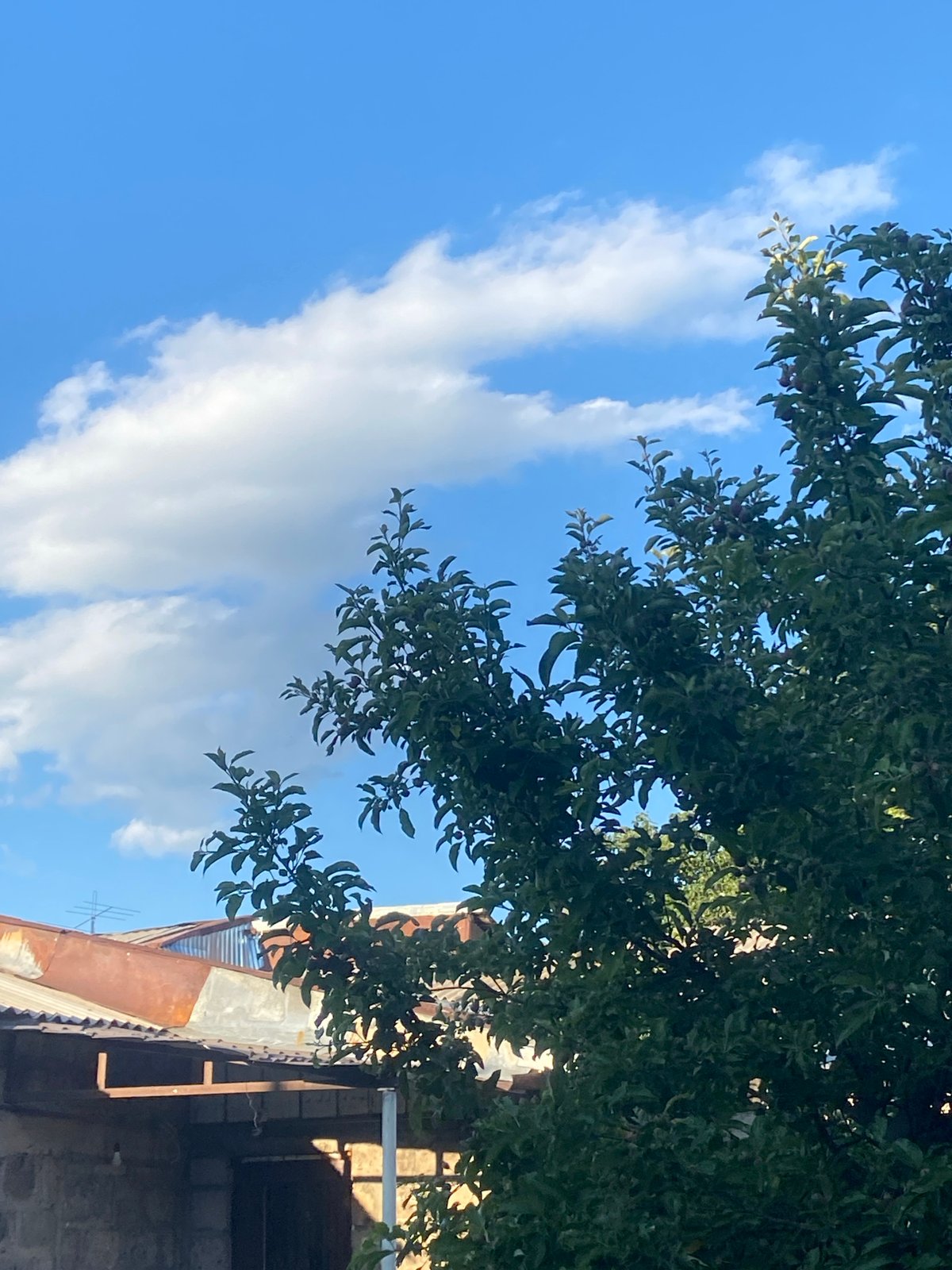 Afternoon stroll: puppy, temple details, and garden scenery