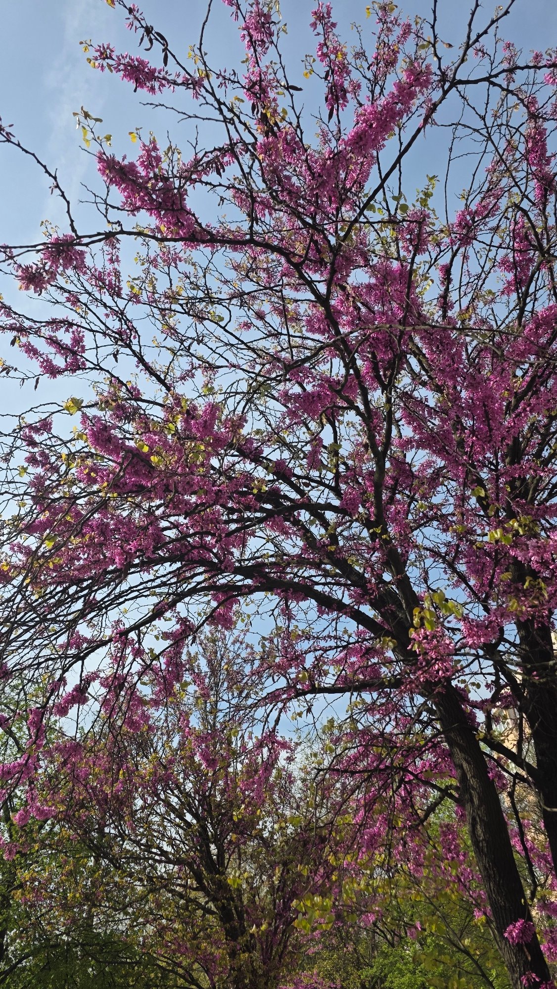 Spring morning scenes documented in Blagoevgrad, Bulgaria
