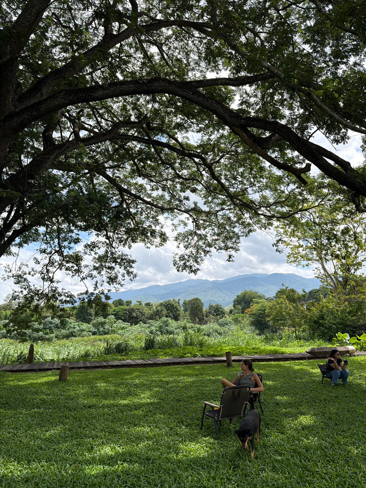 Dogs and their people chilling under a big tree in Chiang Mai