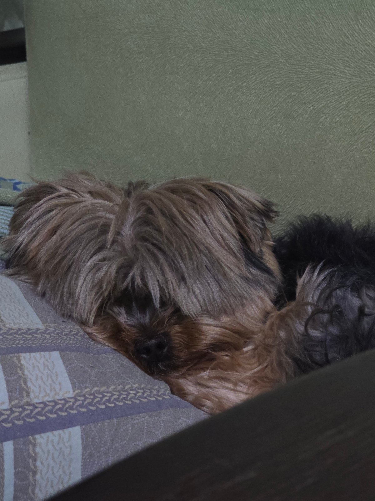 Small dog rests on striped blanket