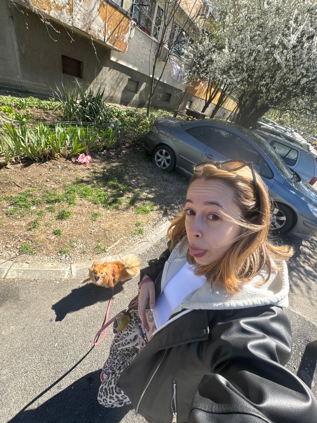 Woman walks small orange dog on Sofia sidewalk