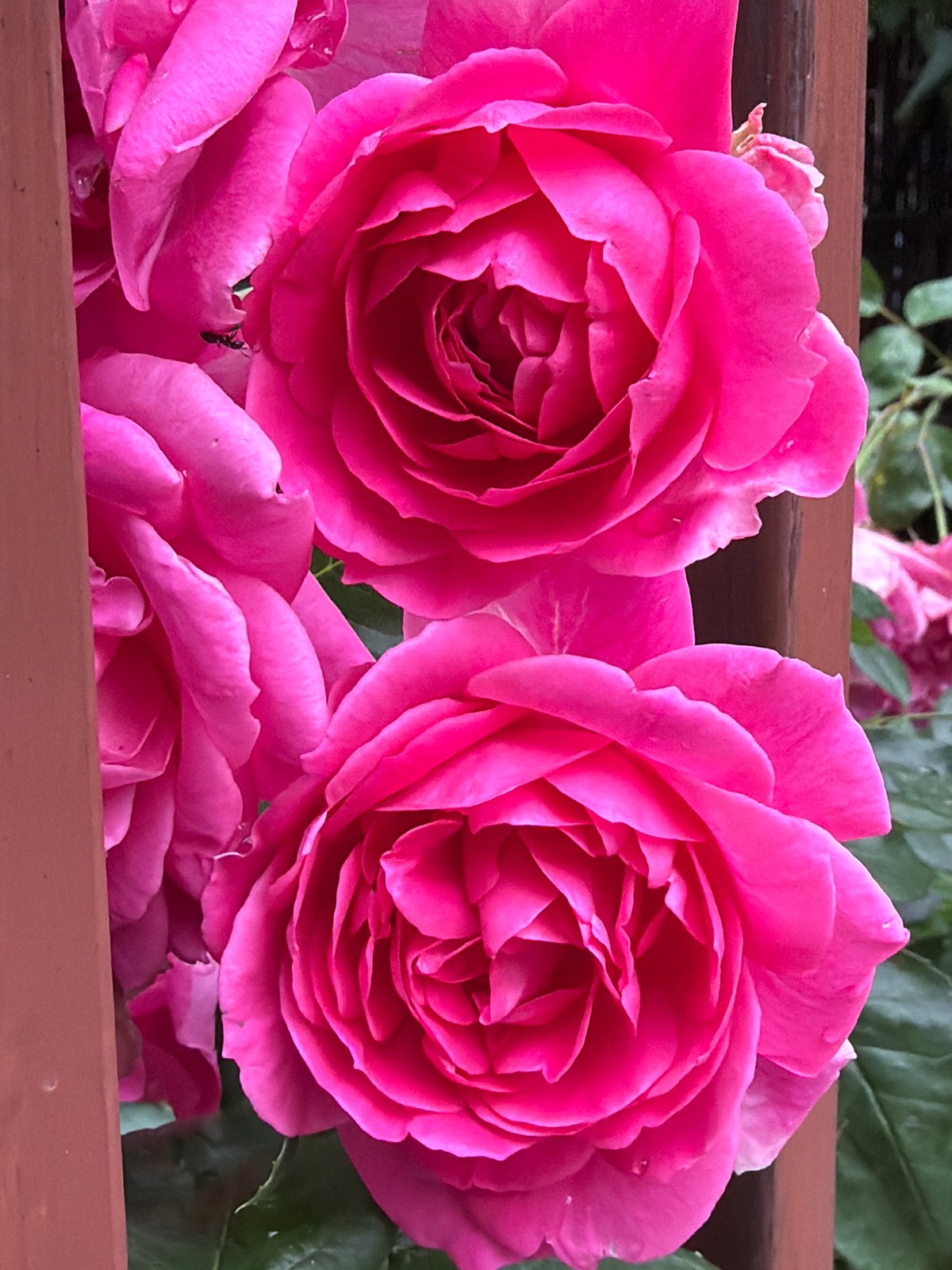 Morning garden walk with roses and bulldog in Sofia