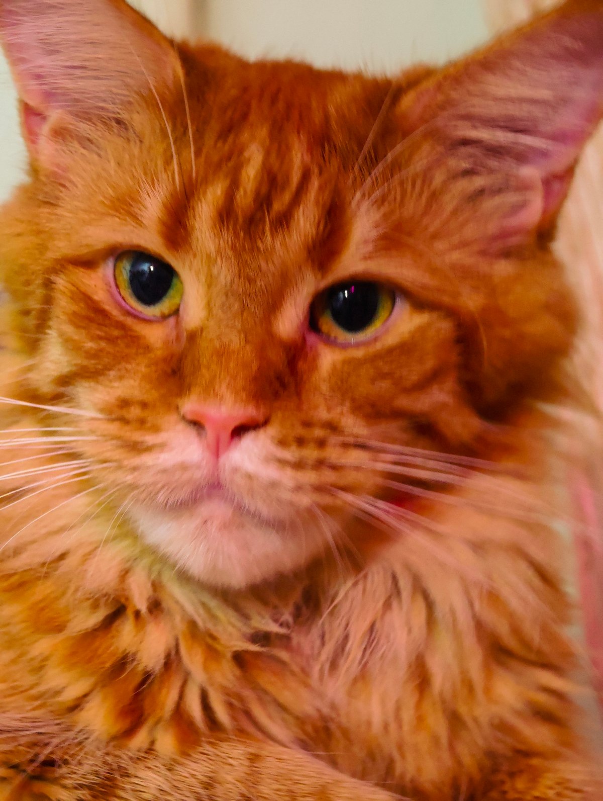 Cats, a Pomeranian, and tropical fish in an Abakan home