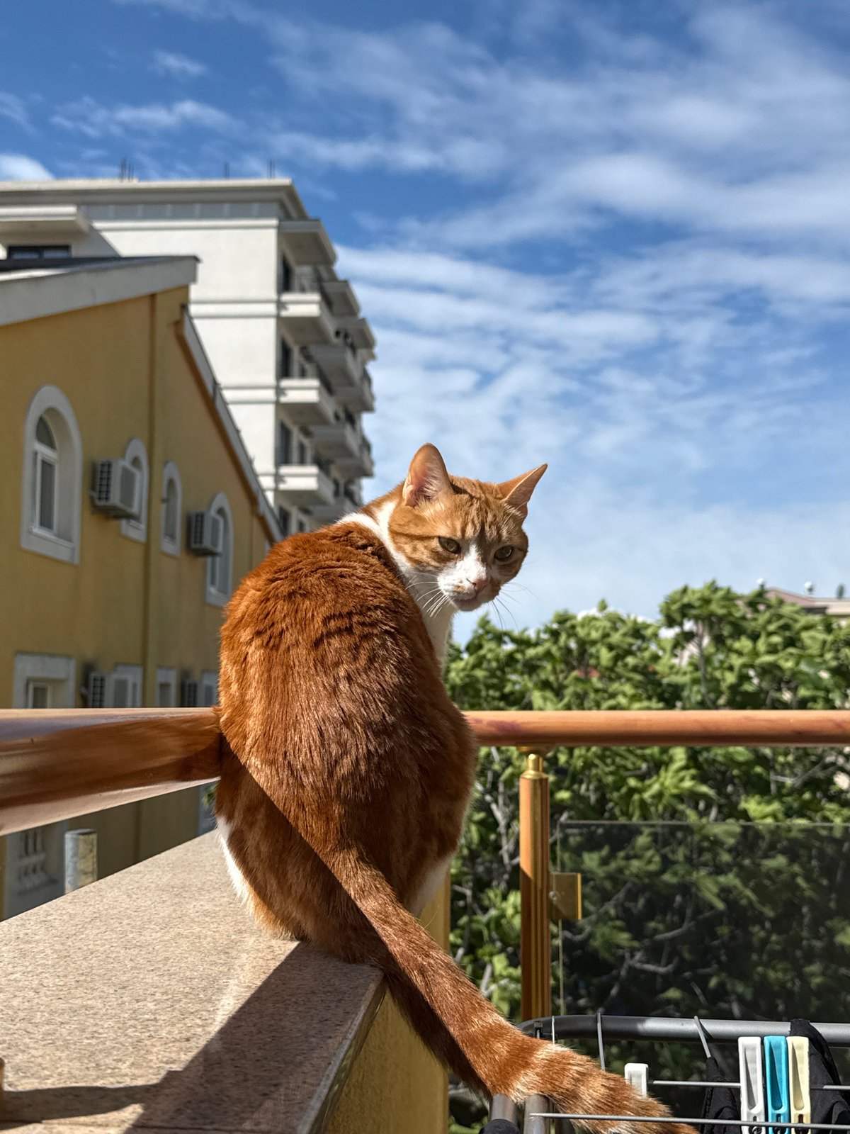 Curious cat spotted on balcony railing in Bar, Montenegro