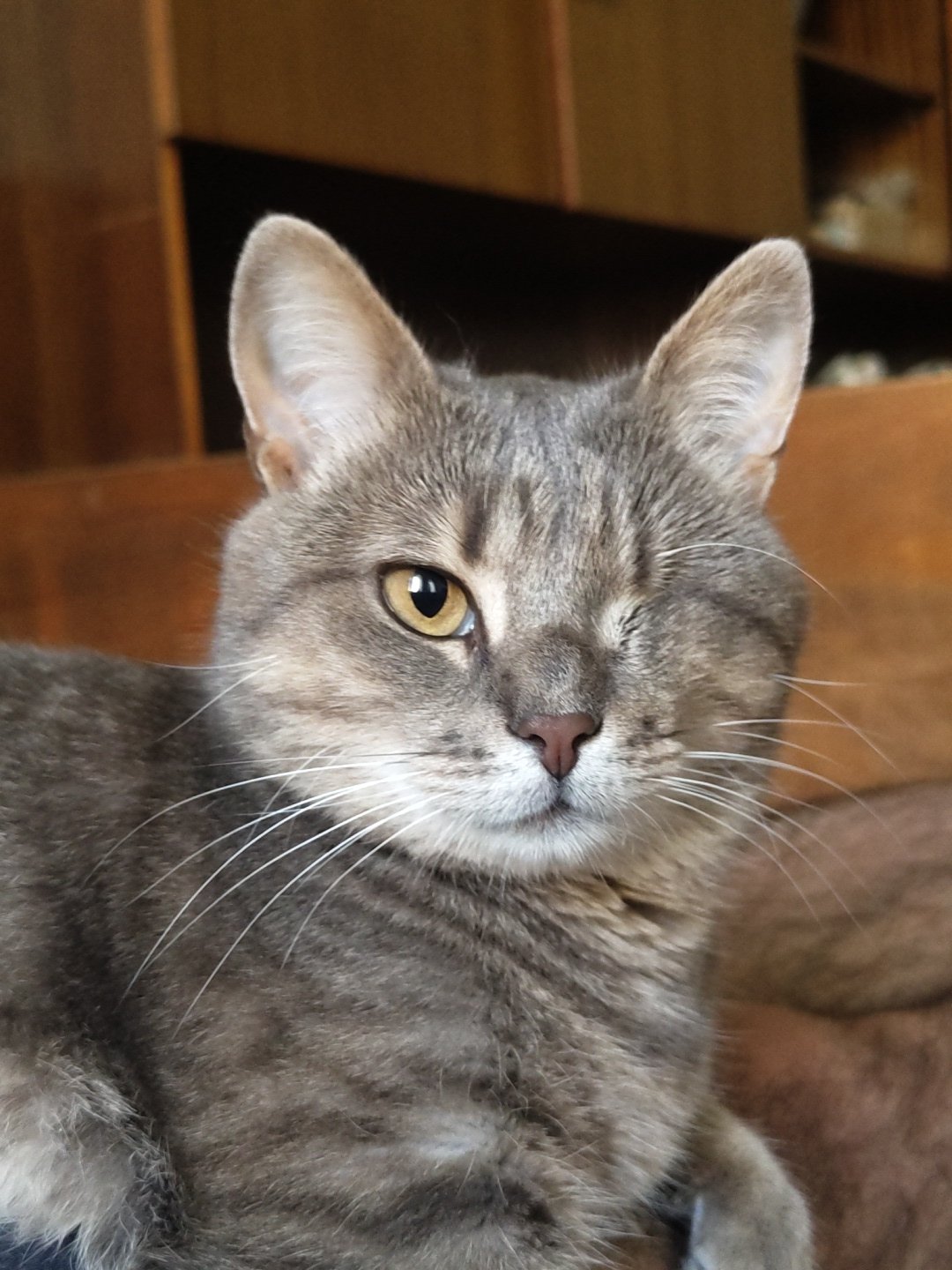 One-eyed tabby cat photographed up close, multiple angles