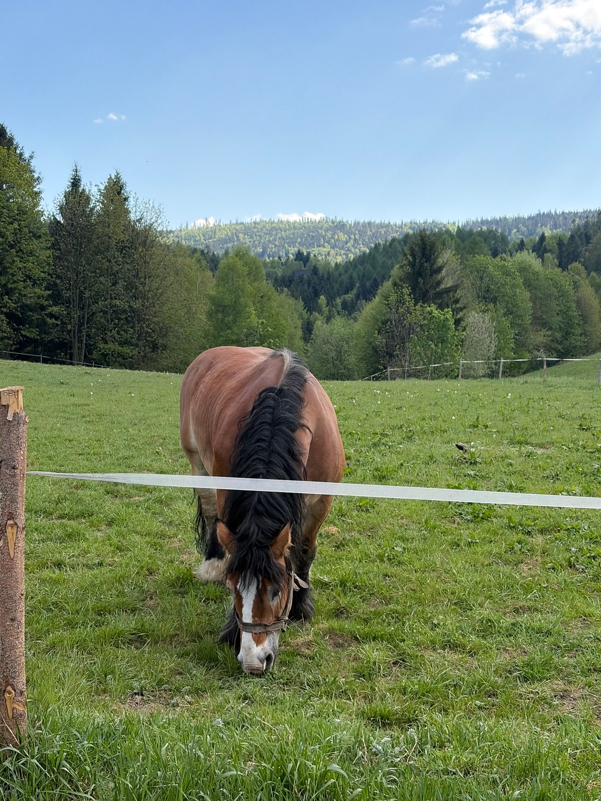 Peaceful countryside moments captured across rural Wisła, Poland