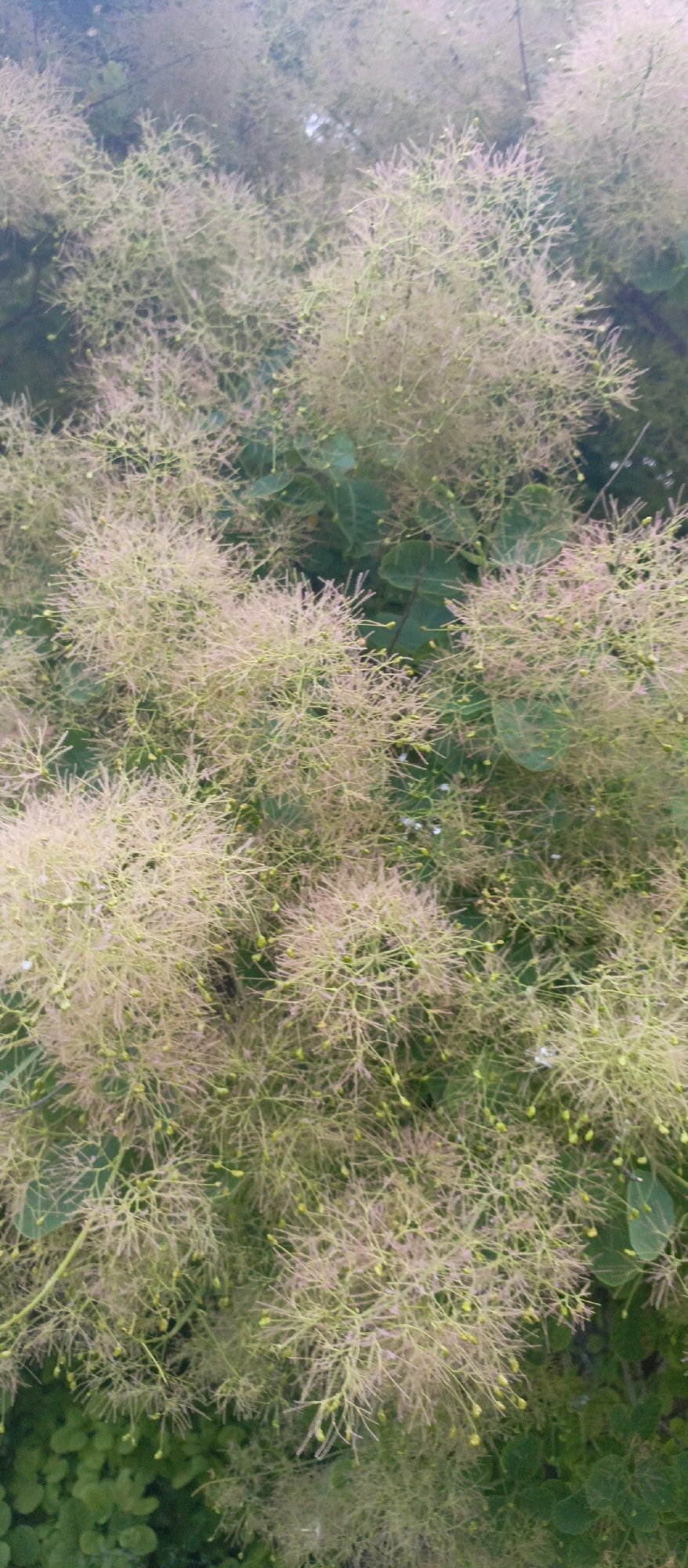 Smoke bush in bloom with characteristic feathery inflorescences