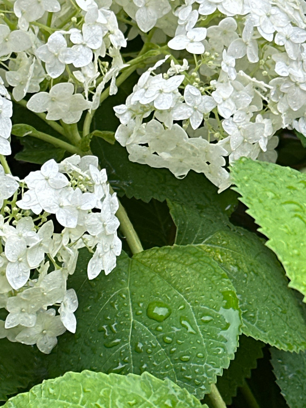 Rainy summer morning in a Podolsk garden and streets