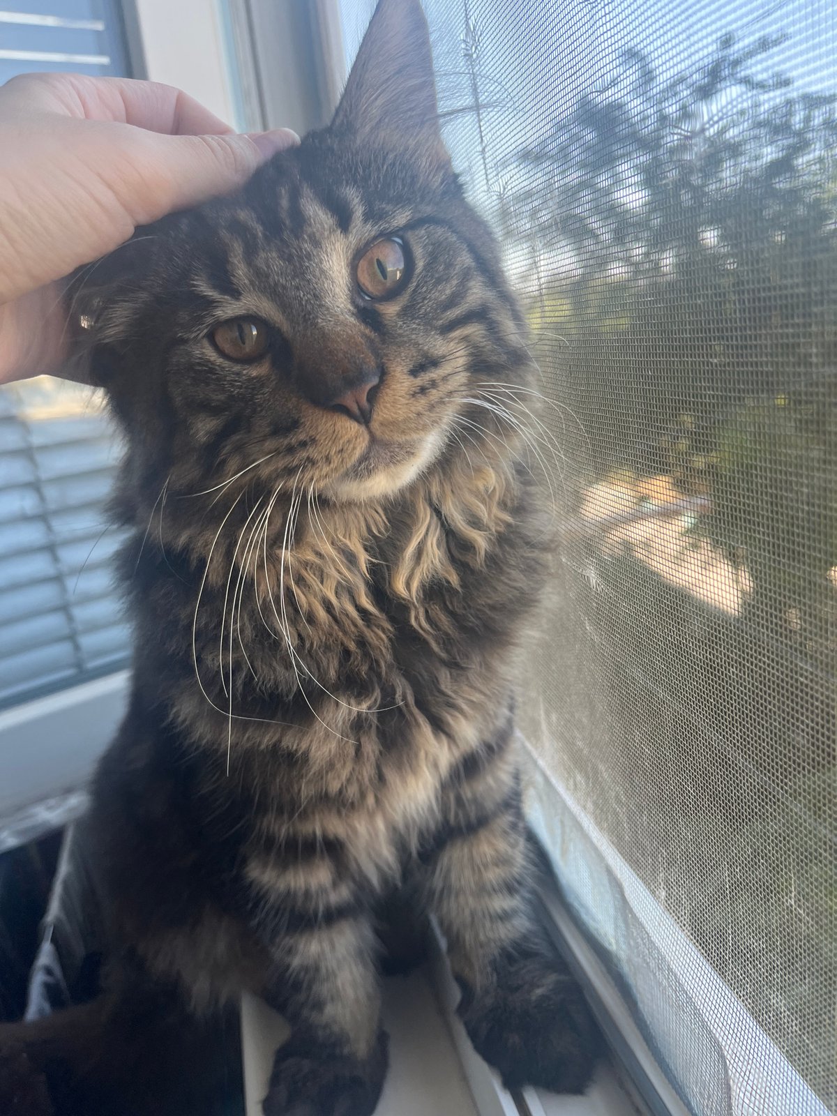 Lazy morning at home: coffee, a cat, and a new perfume
