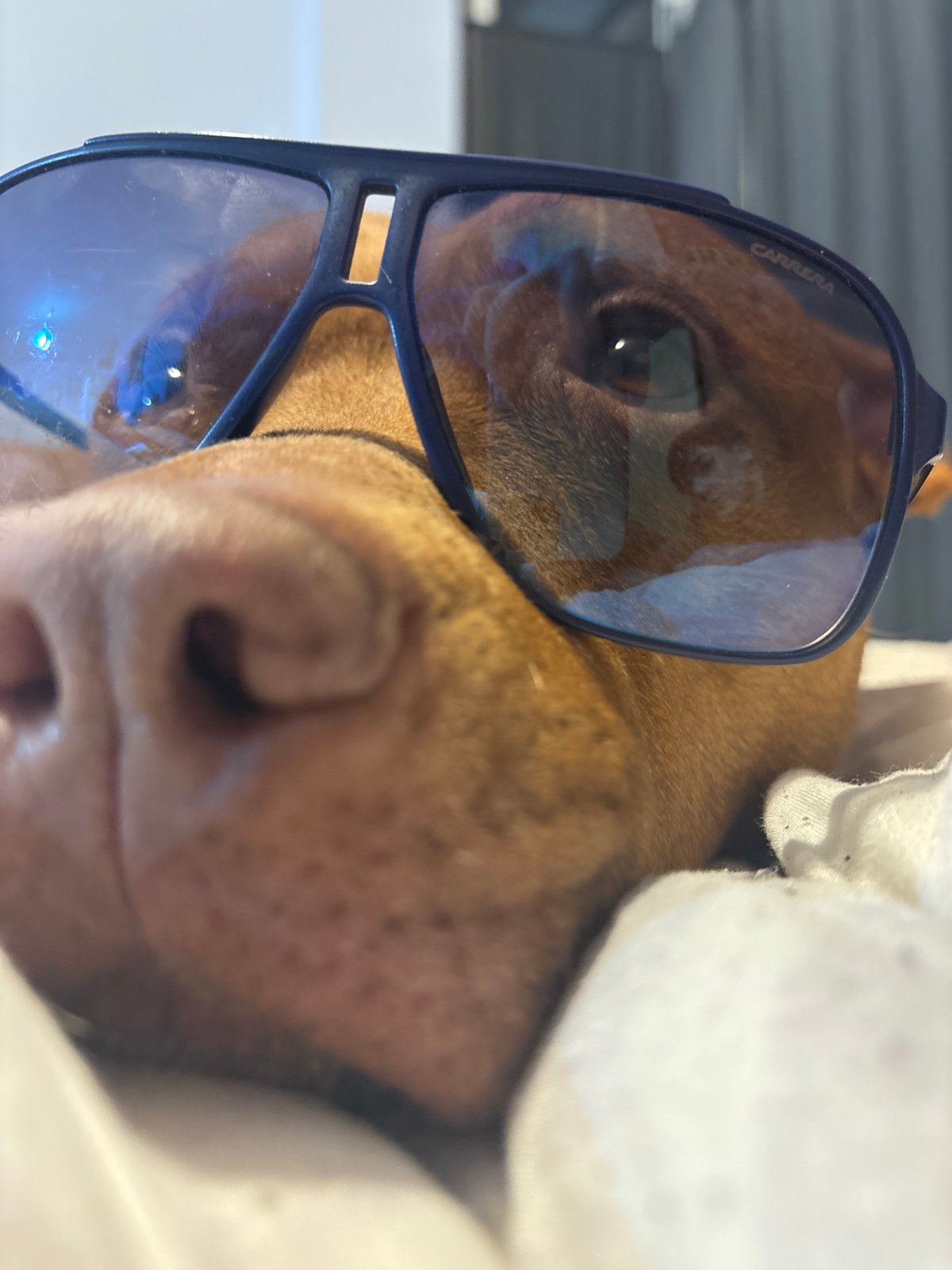 Dog spotted wearing sunglasses in Sofia