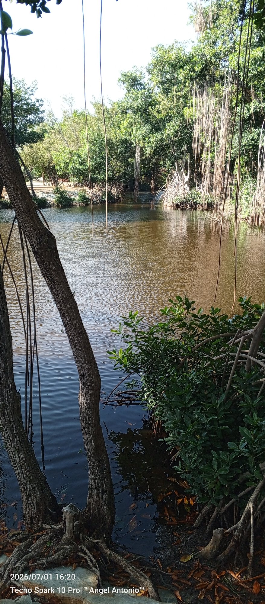 Mangroves, wildlife, and street scenes from Pedro González
