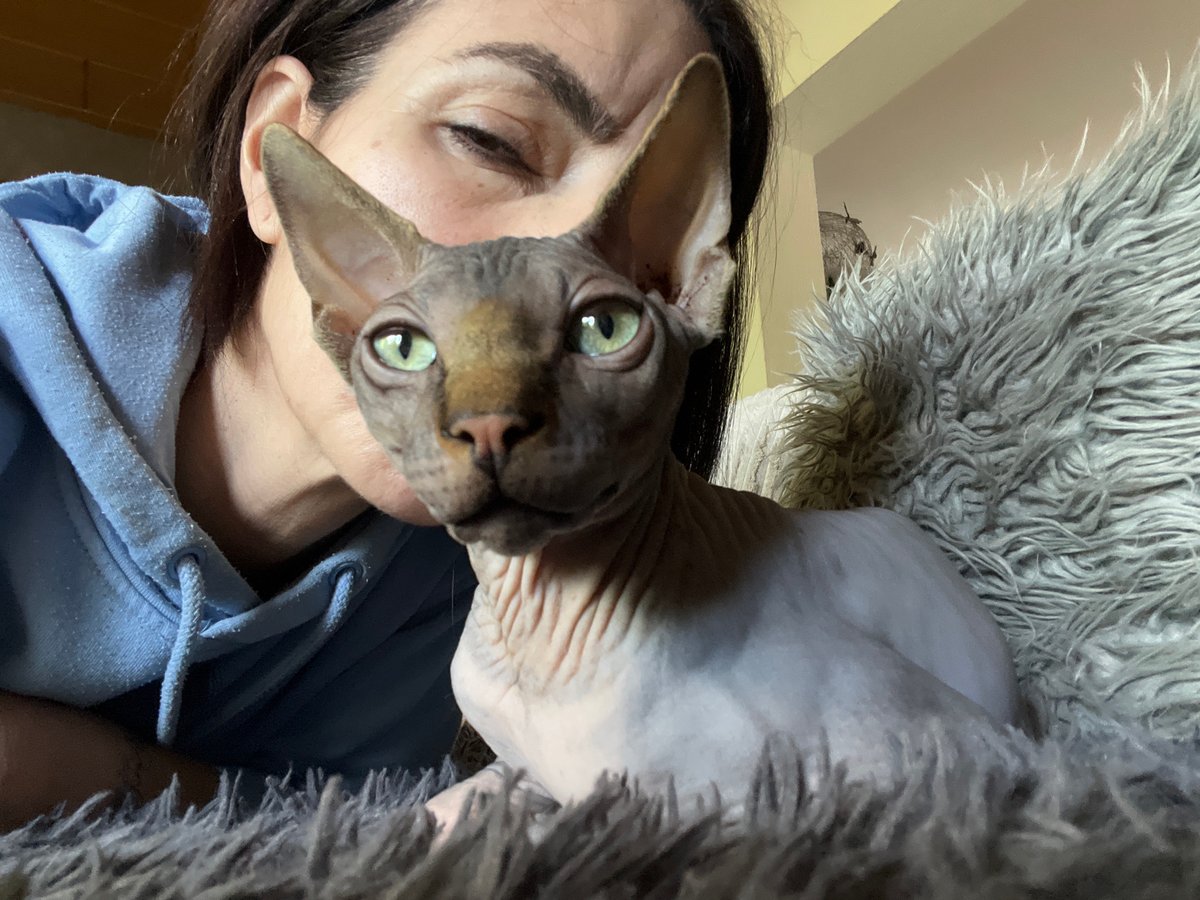Sphynx cat observed in domestic settings across Konz, Germany