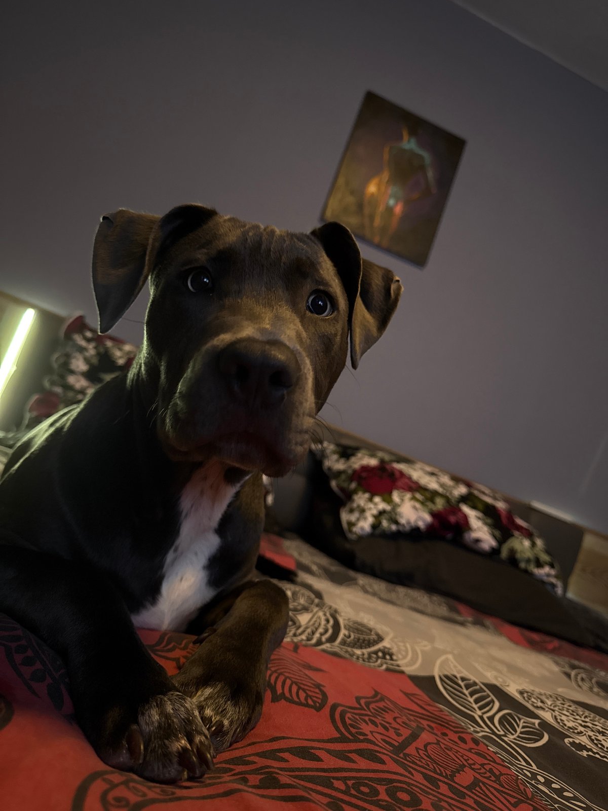 Hat-wearing dog rests on patterned bed in Varna home
