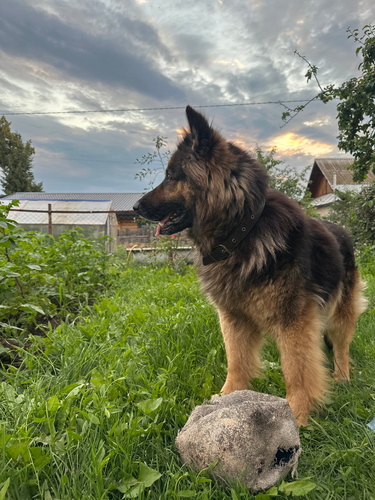 German Shepherd afternoon in a Chaikovsky backyard at sunset