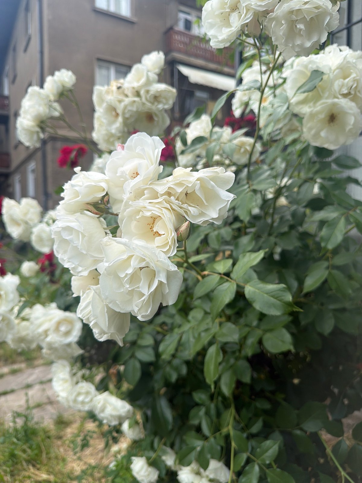 White cat watches through window near blooming roses in Sofia