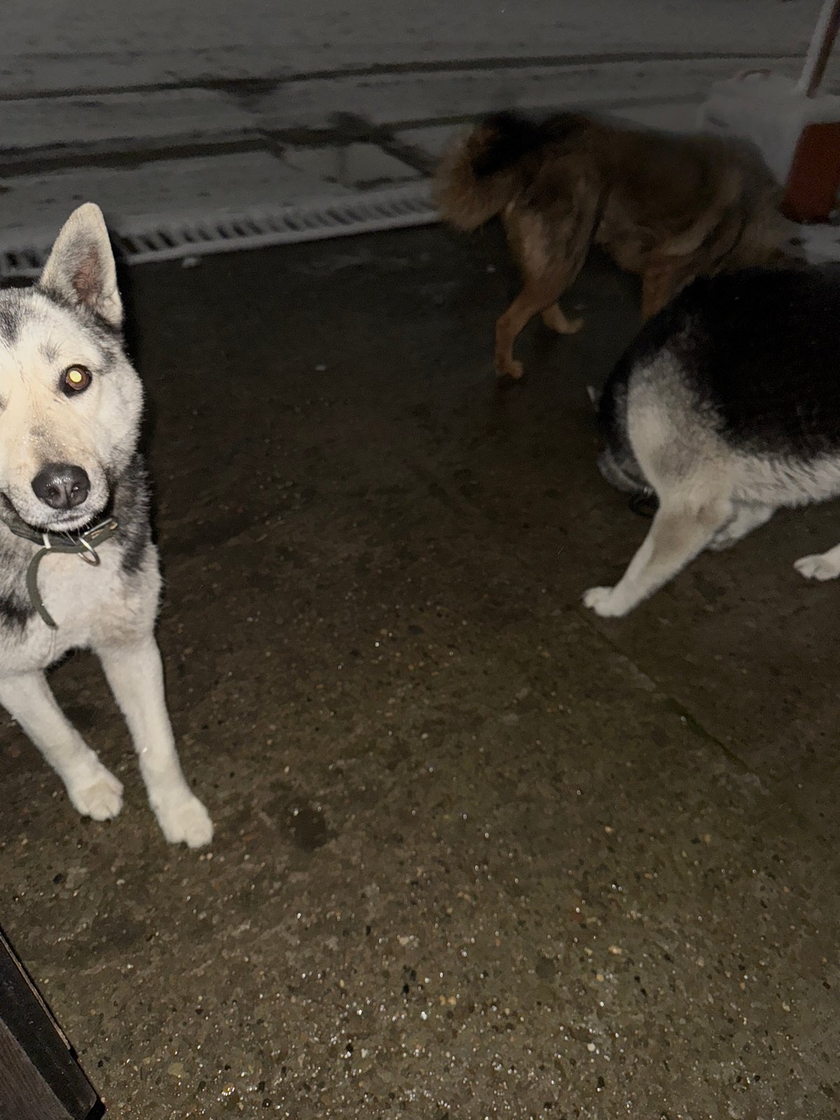 Two dogs rest on concrete surface in Chaikovsky