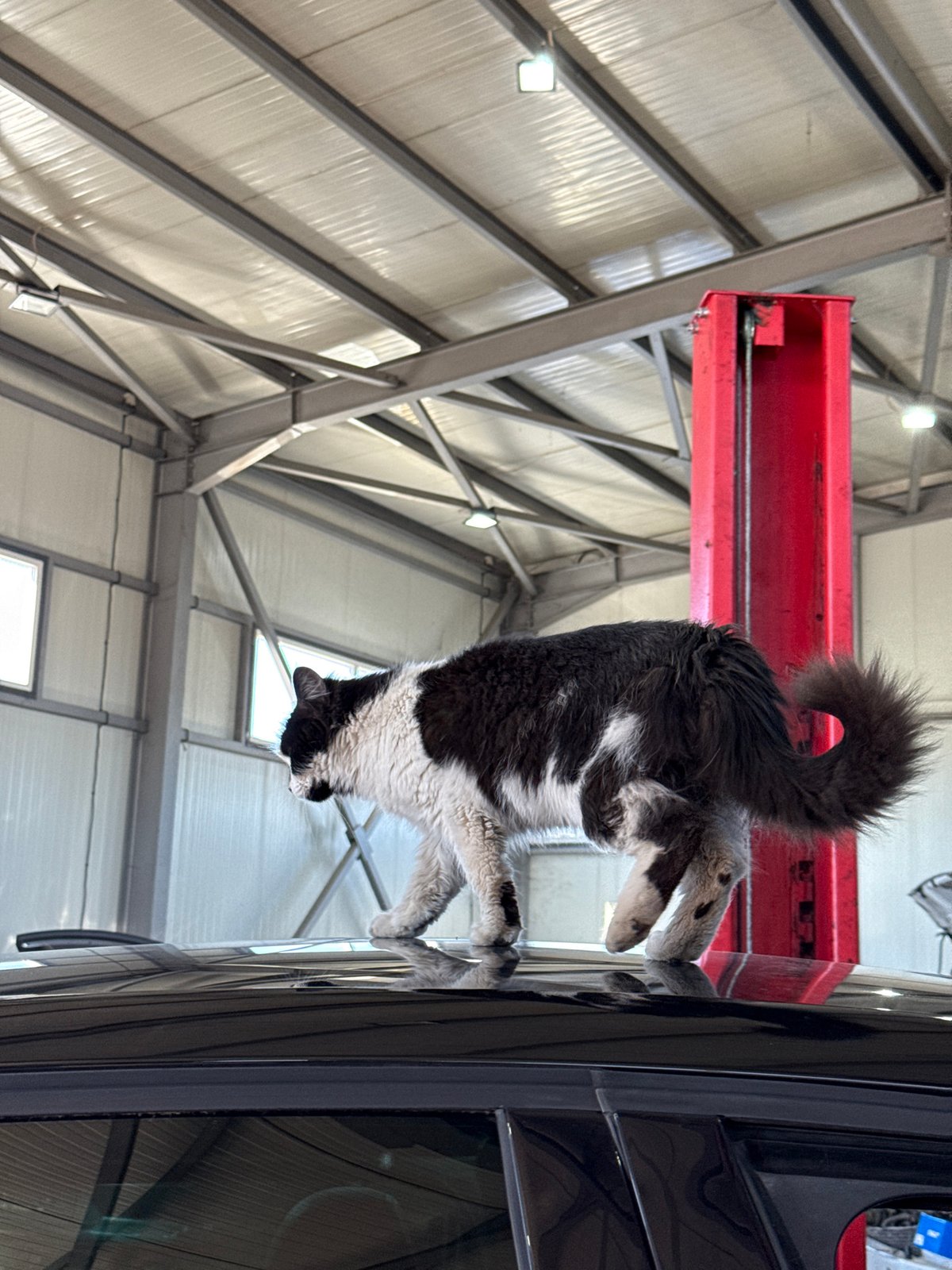 Cat climbs from car window in Sofia garage