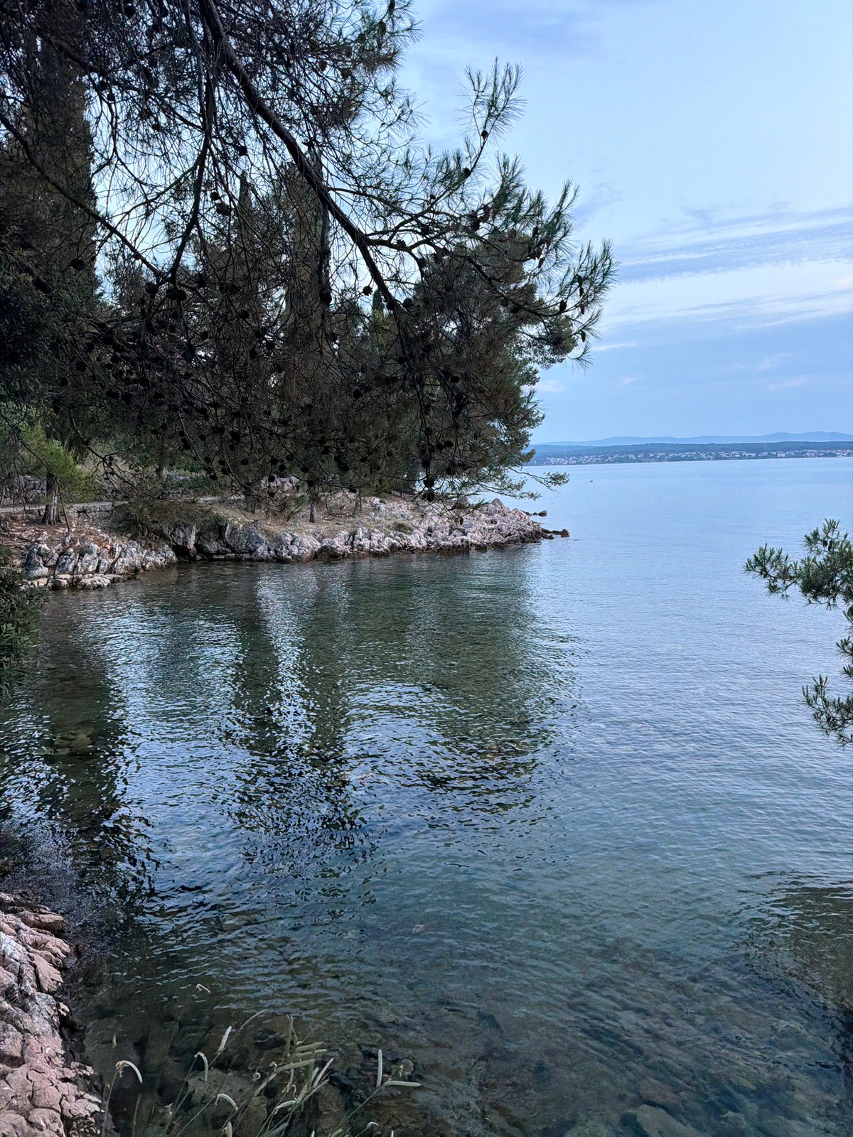 Pine-fringed rocky shore on the Croatian coast