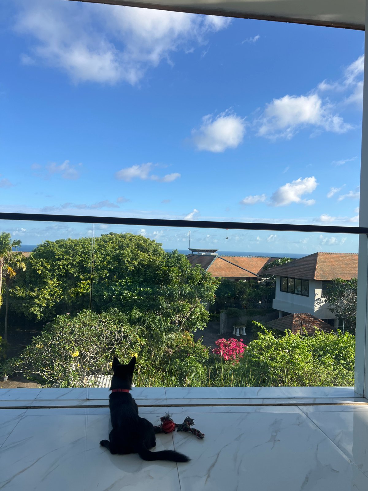 Morning paragliding and dog play observed from coastal high-rise