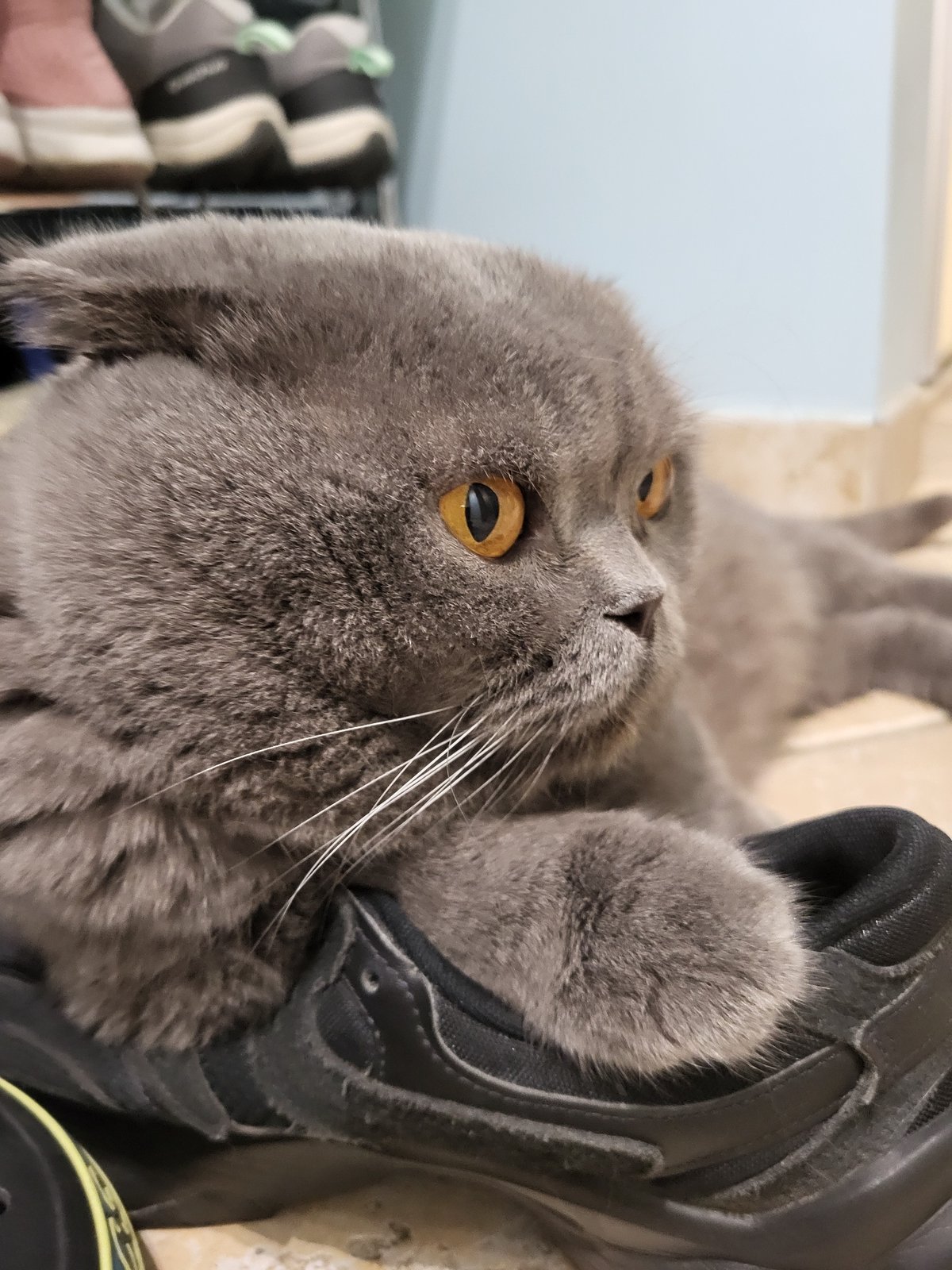 Grey cat with orange eyes rests on black shoe indoors