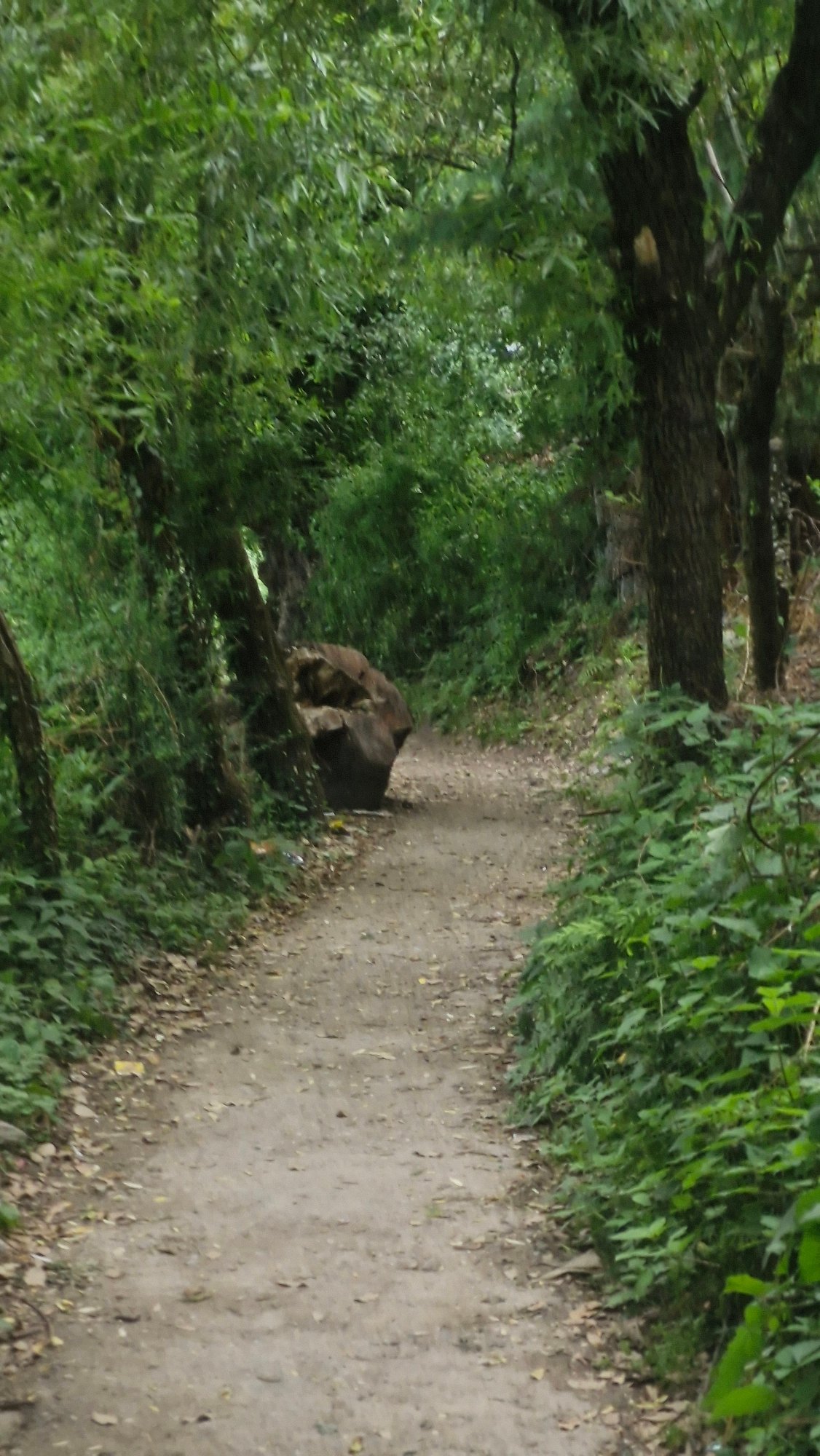 Morning nature documentation across Himachal Pradesh mountain villages