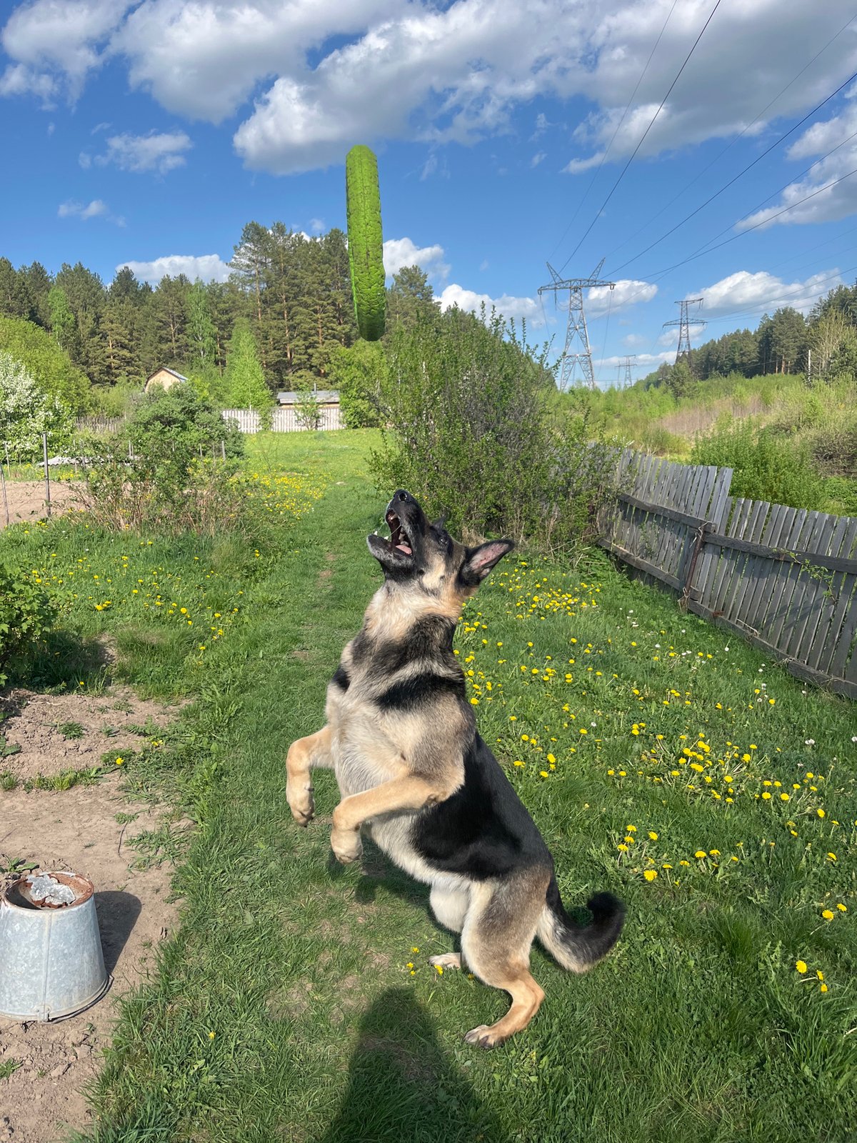 Dogs play and rest in dandelion-filled yards in Nizhny Tagil
