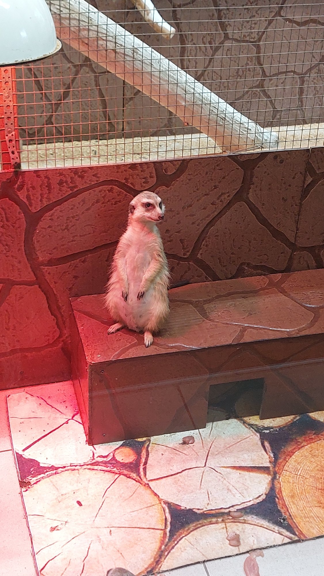 Zoo or farm visit across a variety of animal enclosures