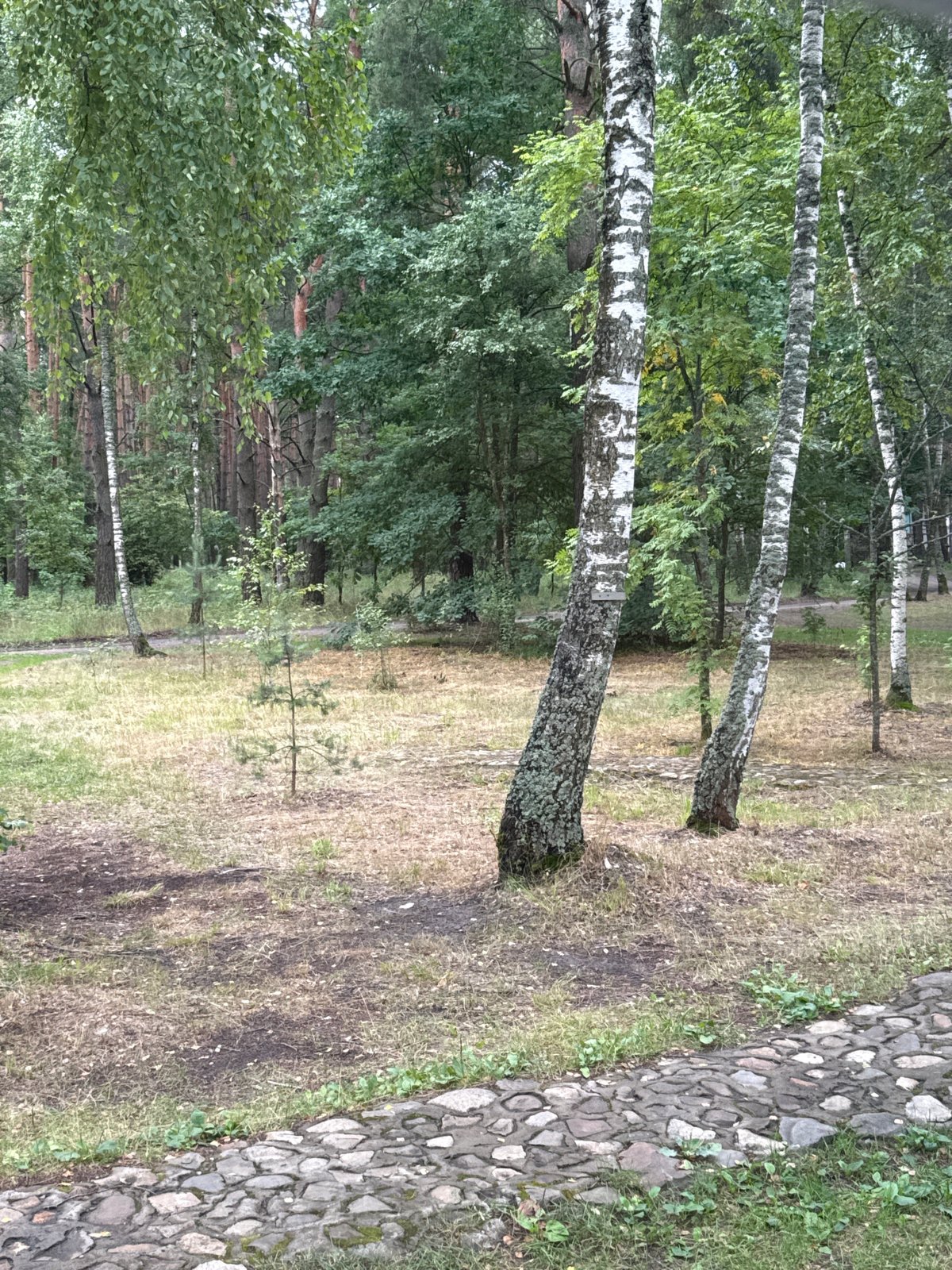 Afternoon in a Leninskii park: paths, tea, and small details