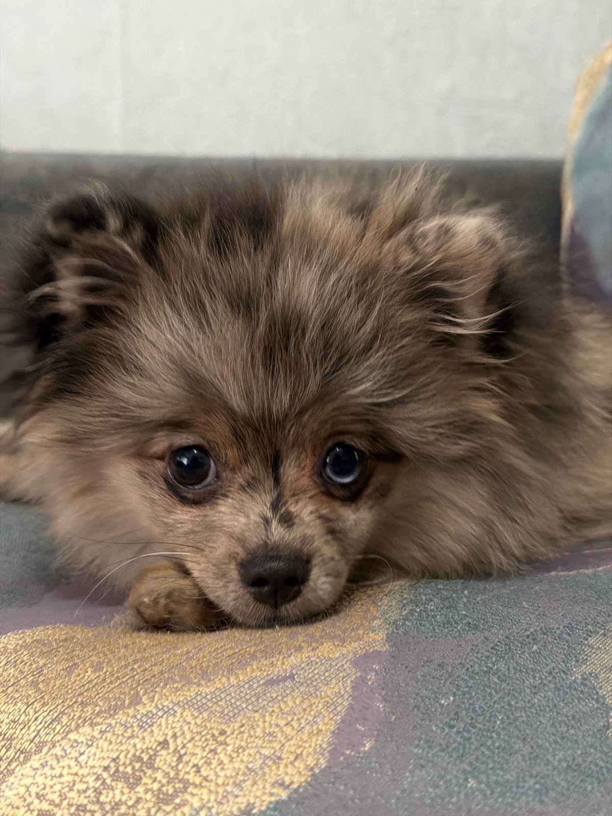 Pomeranian dog photographed multiple times in Chaikovsky, Russia morning session