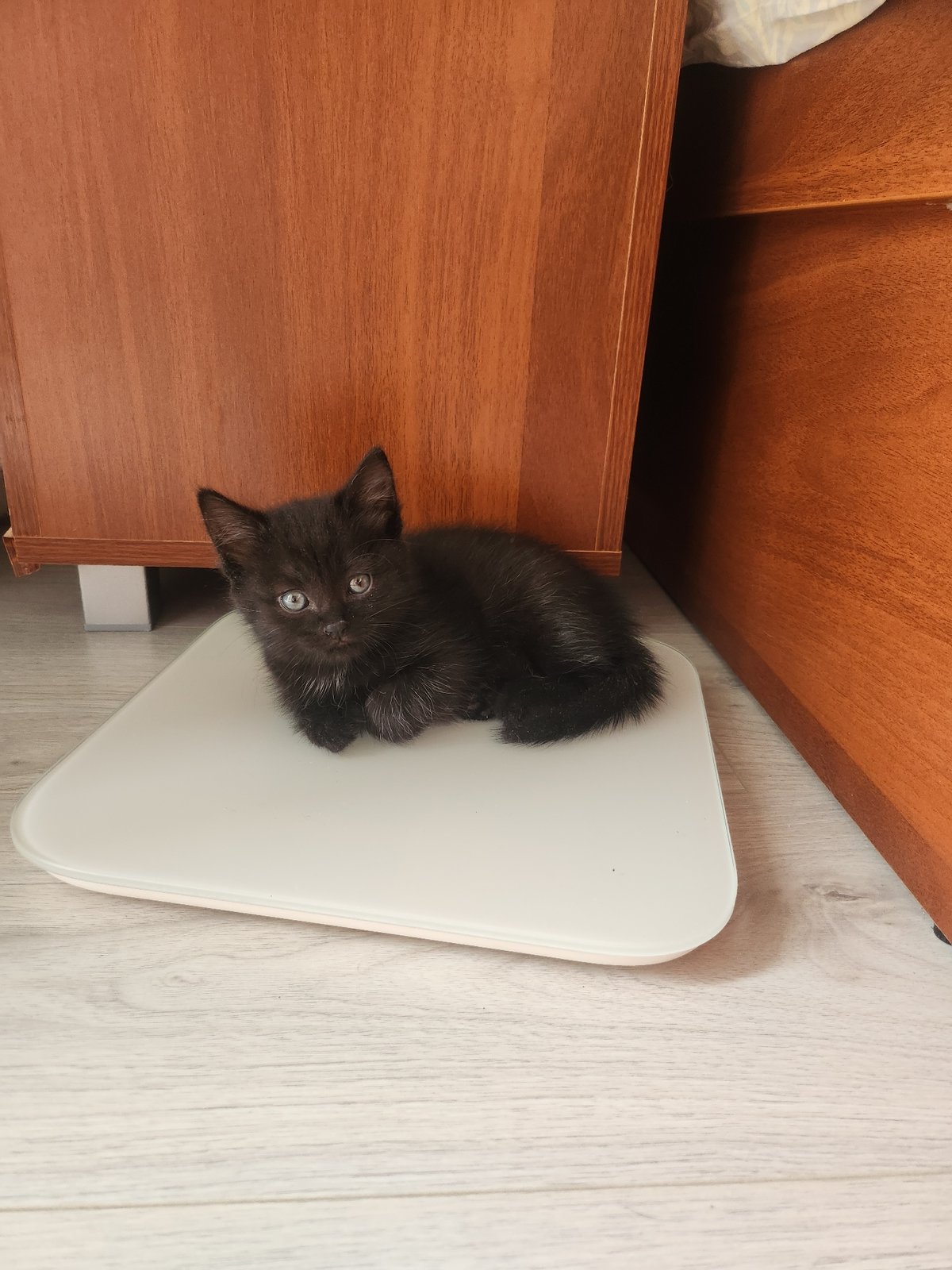 Black kitten observed in multiple indoor locations over hour