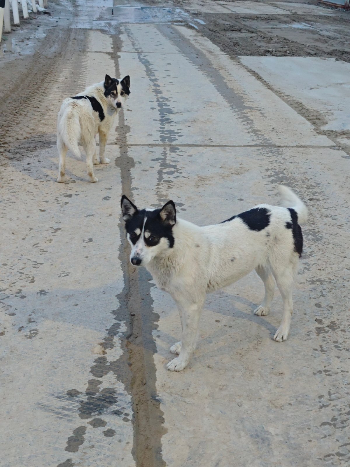 Two stray dogs spotted in Russian industrial area