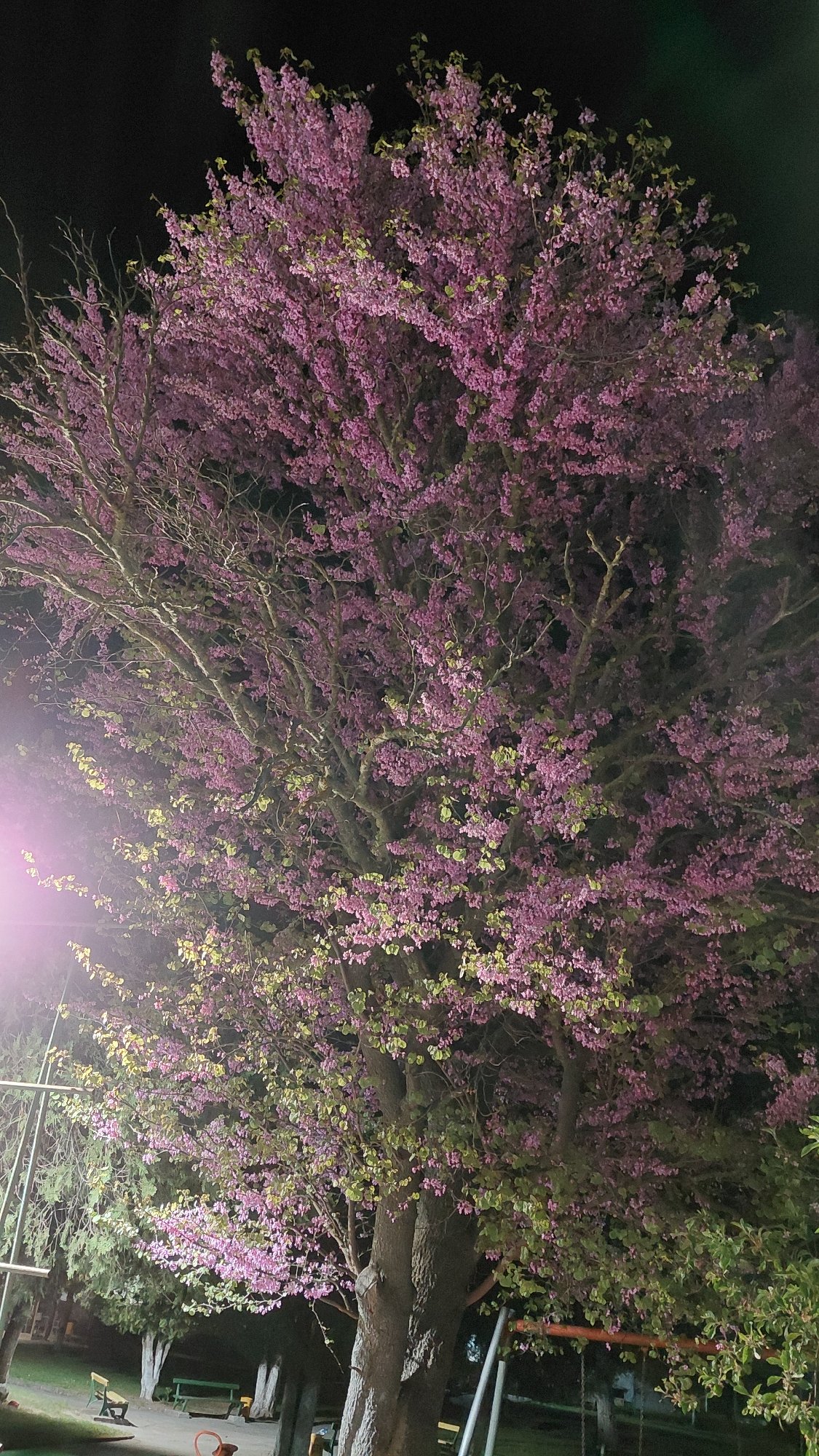 Flowering tree with purple-pink blossoms illuminated at night