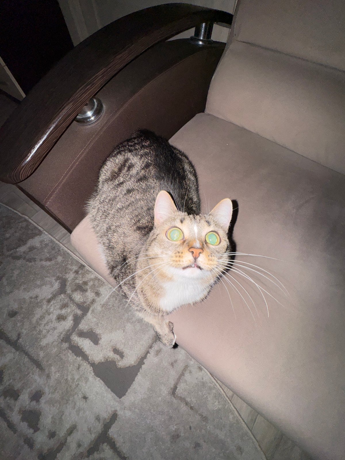 Tabby cat spotted perched on brown chair armrest