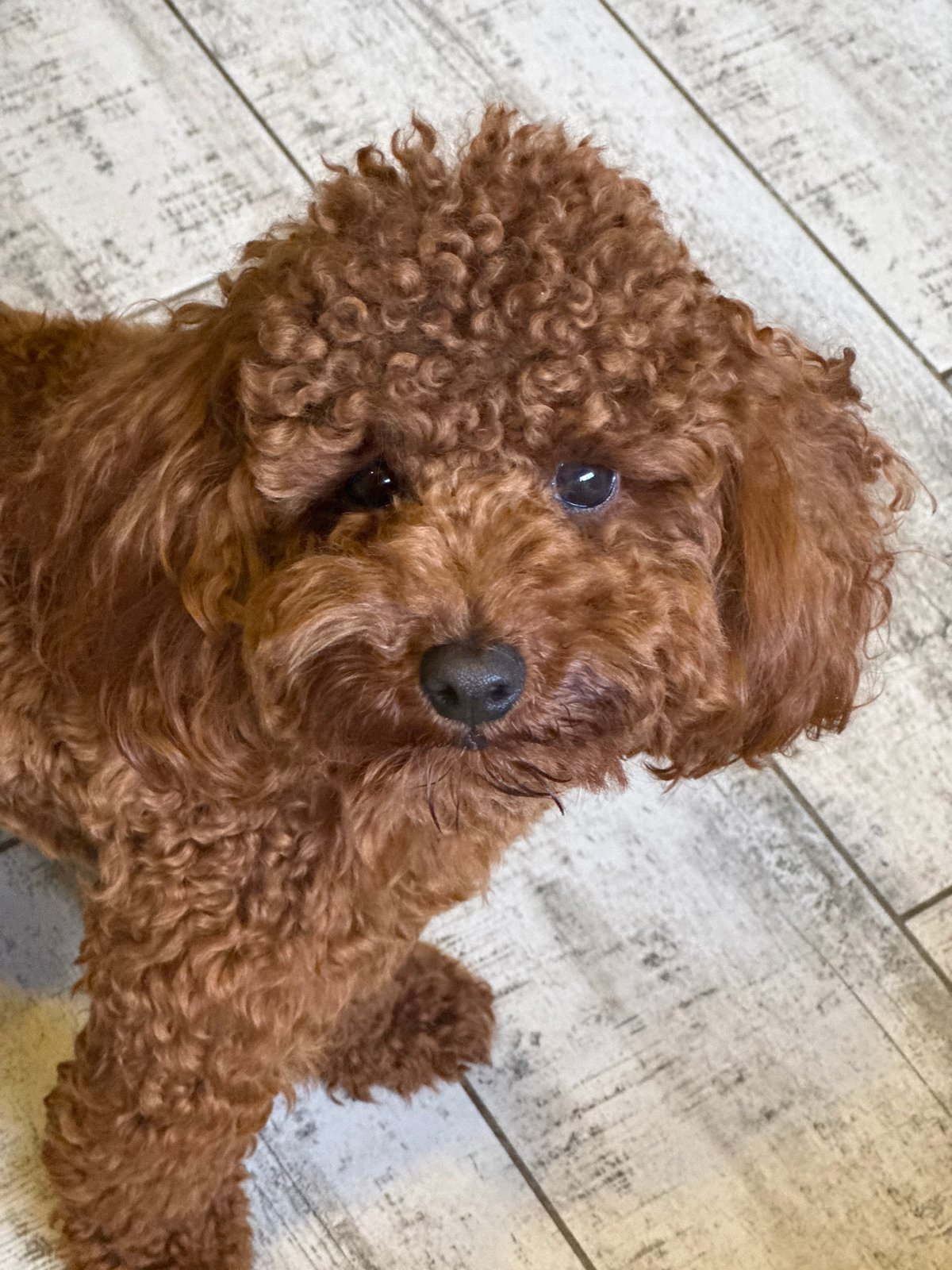 Red poodle looks up in a close overhead portrait shot