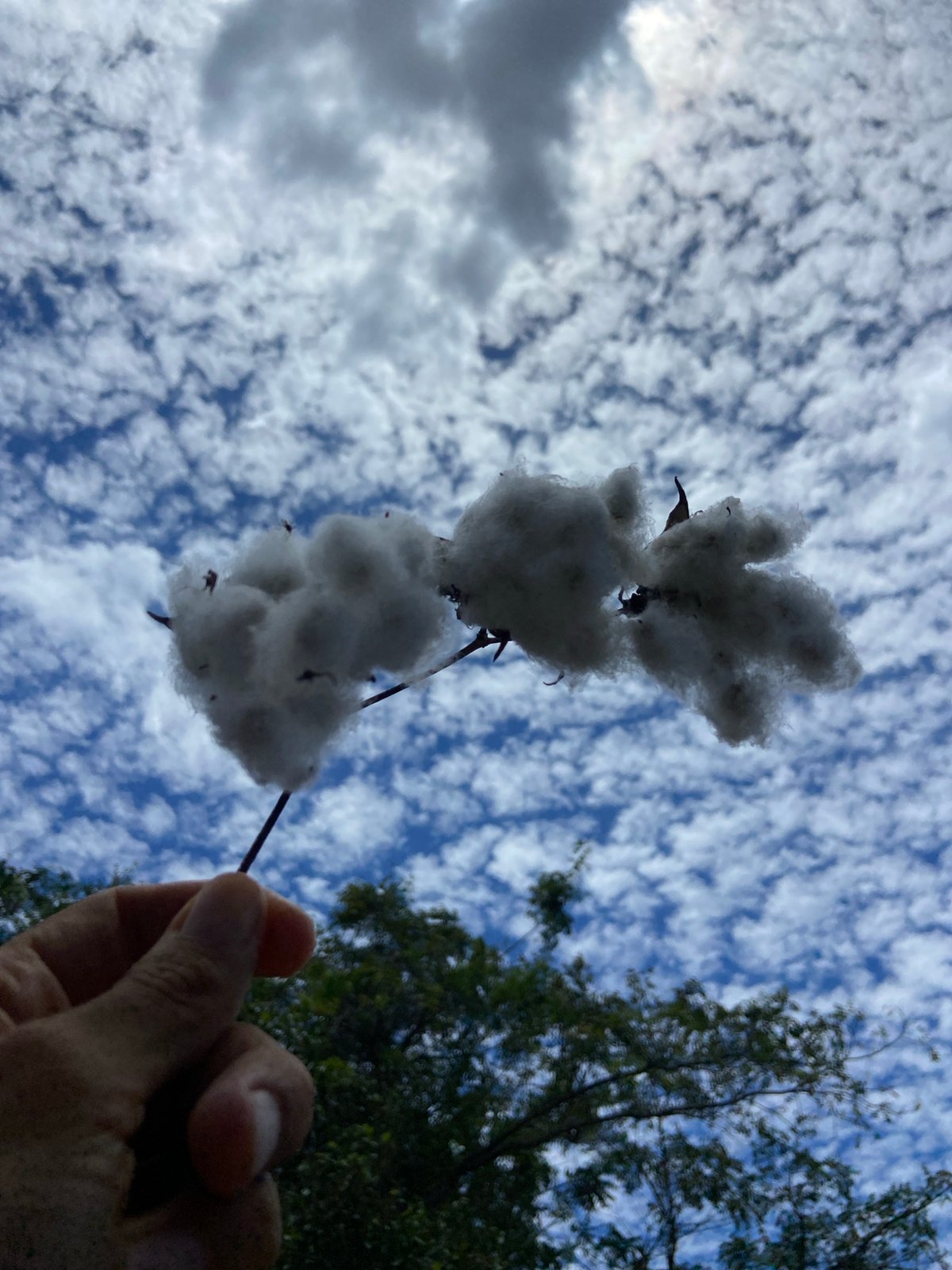 Altocumulus clouds form mackerel sky pattern over Los Velásquez