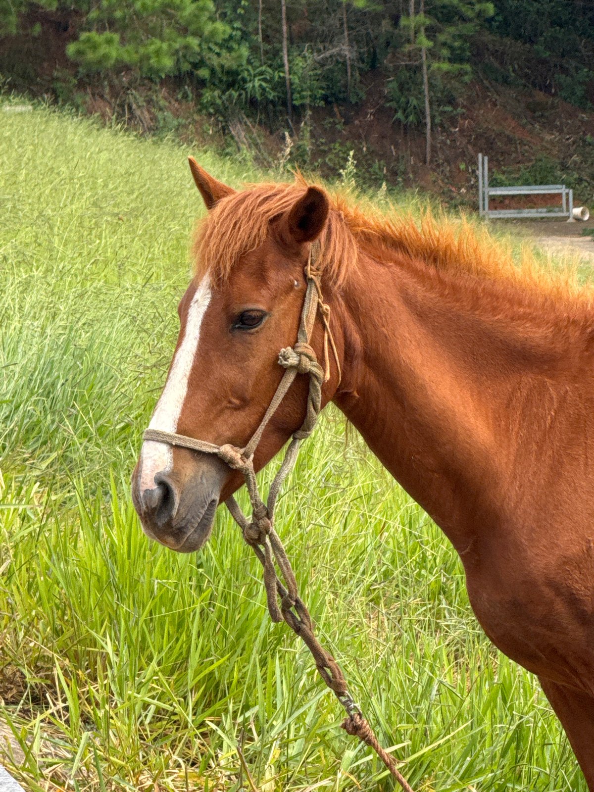 Chestnut horse grazing in the green hills of Da Lat