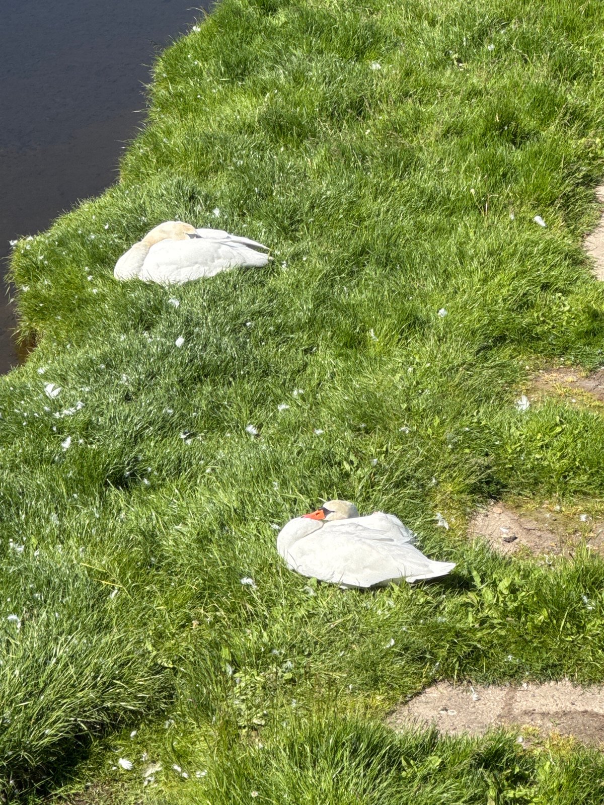 Mute swans rest along Pilsen canal in peaceful morning scene