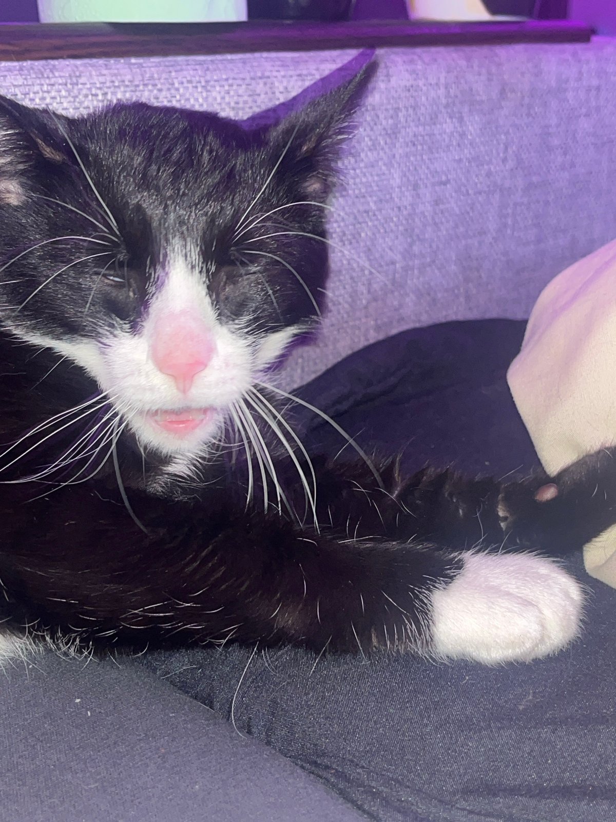 Woman and tuxedo cat share quiet moments in Russia