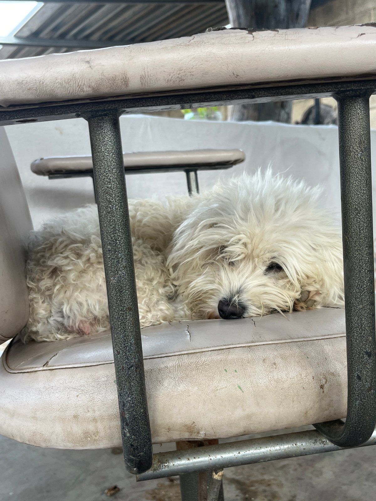 White dog's lazy morning documented in Venezuelan backyard